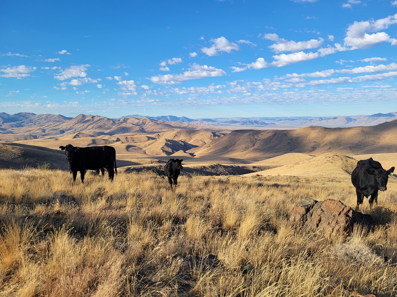 Darden Foundation Helps NFWF Fund Conservation Projects in Rocky Mountain Rangelands